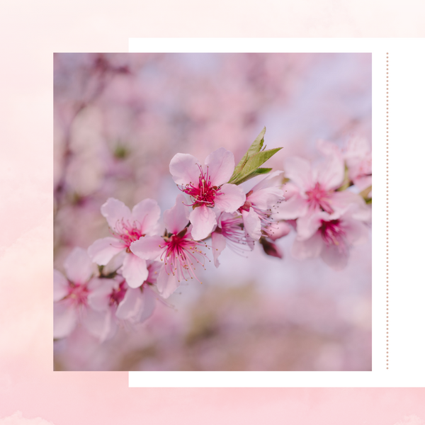 Benefits of Sakura Cherry Blossoms in Skincare